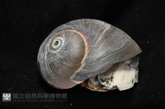 大玉螺藏品圖，第3張