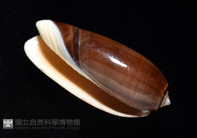登錄號:007819-00131藏品圖，第3張