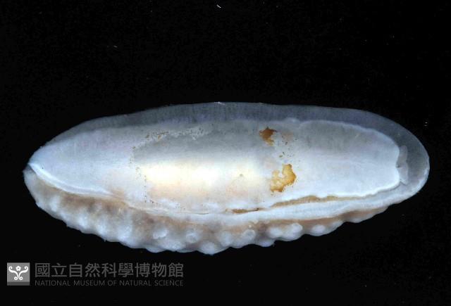 丘凸小葉海蛞蝓藏品圖，第3張