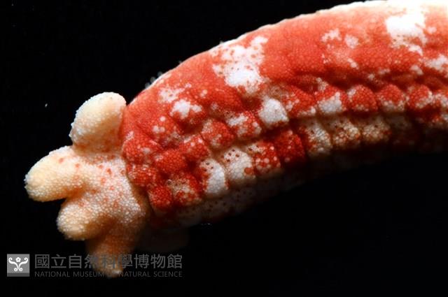 少篩蛇海星藏品圖，第3張