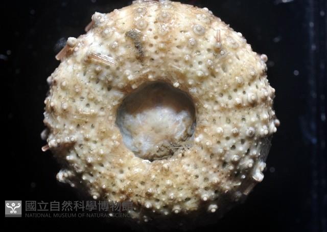 芮氏刻肋海膽藏品圖，第3張