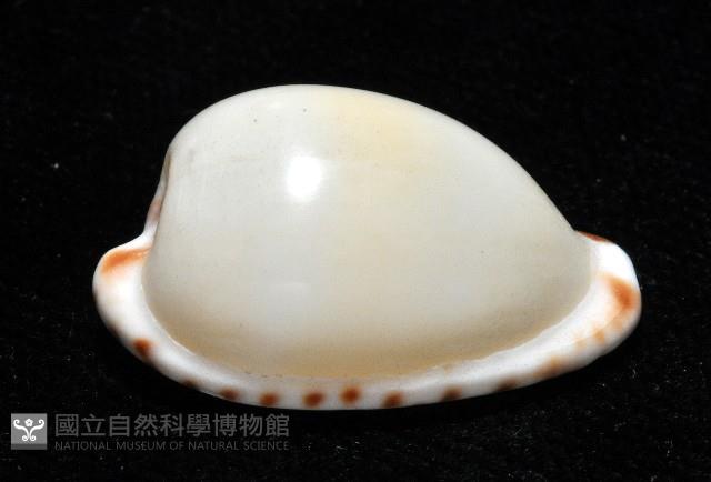 小無齒寶螺藏品圖，第3張