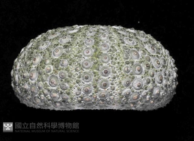 紫海膽藏品圖，第3張