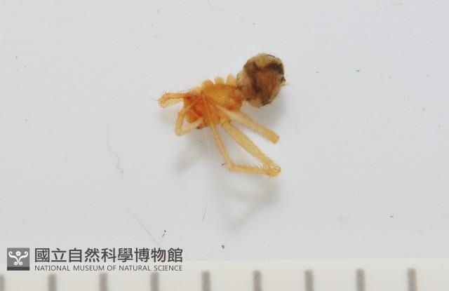 臺灣奈斯蛛藏品圖，第3張