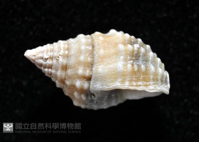果粒織紋螺藏品圖，第3張