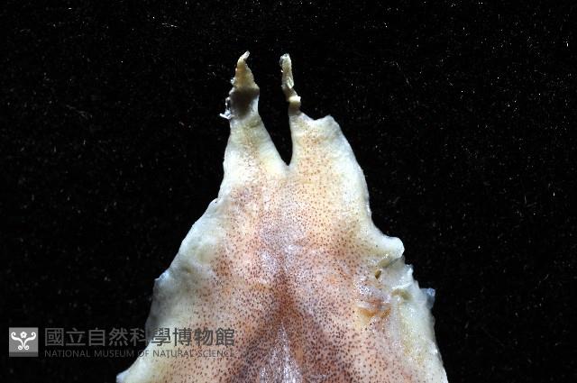 叉尾烏賊藏品圖，第3張
