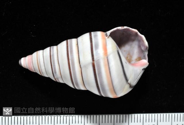 彩虹蝸牛藏品圖，第3張