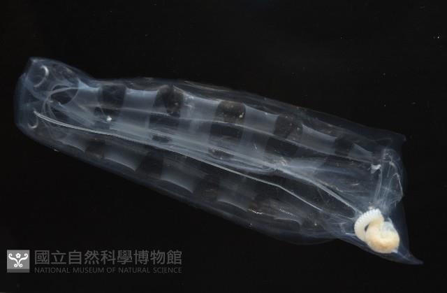 未知種紐鰓樽藏品圖，第3張