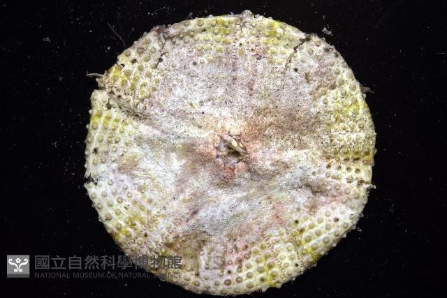 粒毛冠海膽藏品圖，第3張