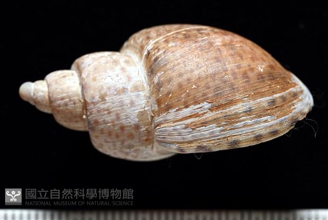 南非鳳螺藏品圖，第3張