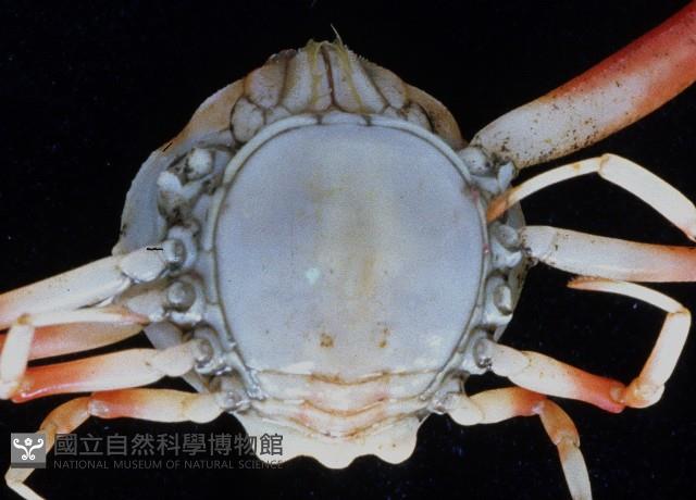 象牙長螯蟹藏品圖，第3張