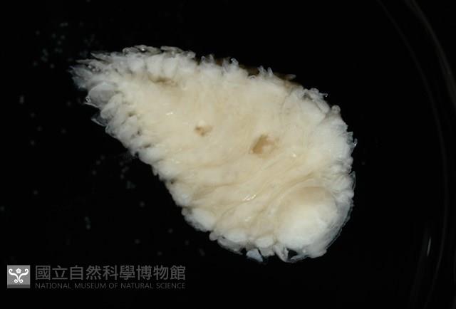 未知種鰓虱藏品圖，第3張