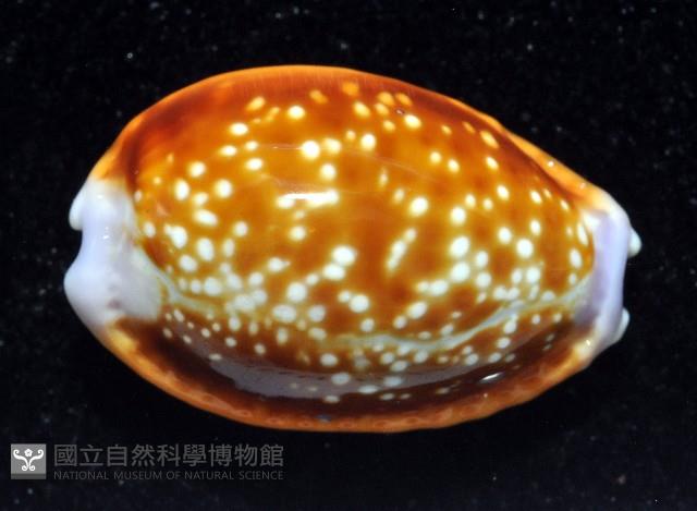 紅花寶螺藏品圖，第3張