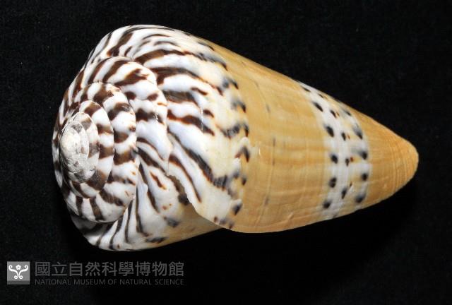 鼬鼠芋螺藏品圖，第3張