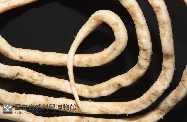 未知種多毛類藏品圖，第3張