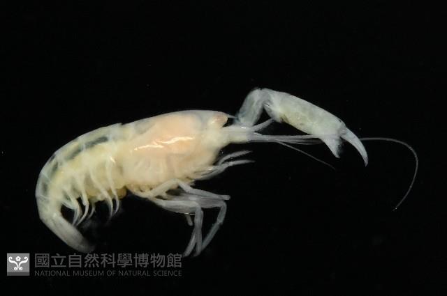 未知種槍蝦藏品圖，第3張