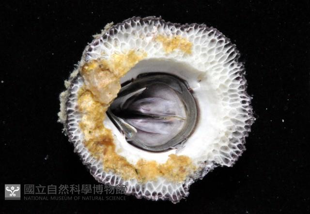 鱗笠藤壺藏品圖，第3張