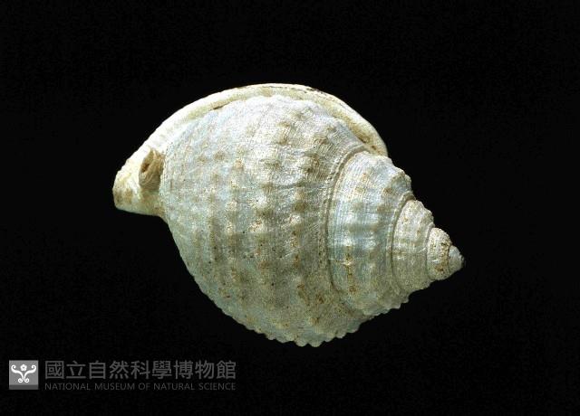 玉珠鼓螺(玉珠鶉螺)藏品圖，第3張