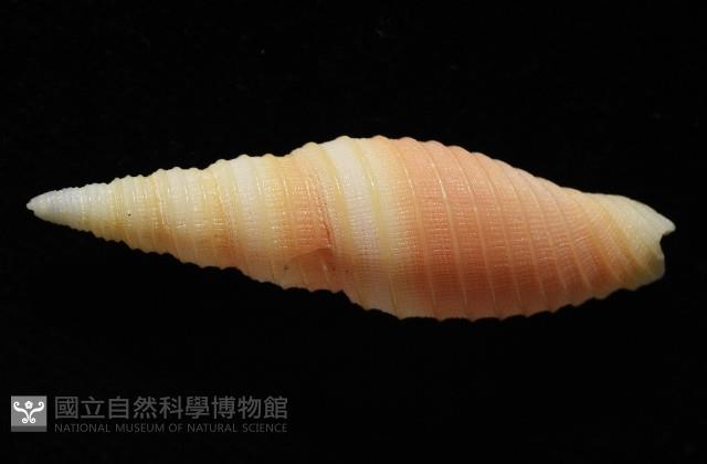 環肋筆螺藏品圖，第3張