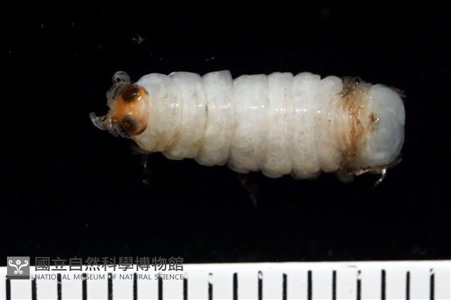 未知種縮頭水虱藏品圖，第3張