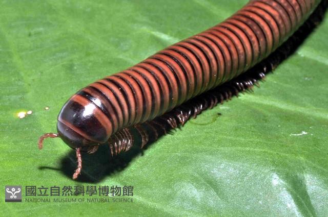 黑白山蛩藏品圖，第3張