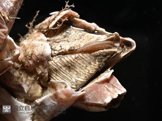 薄殼藤壺藏品圖，第3張