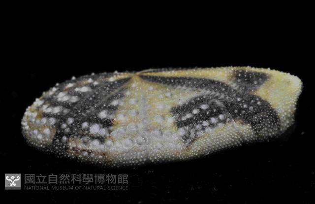 扁仙壺海膽藏品圖，第3張