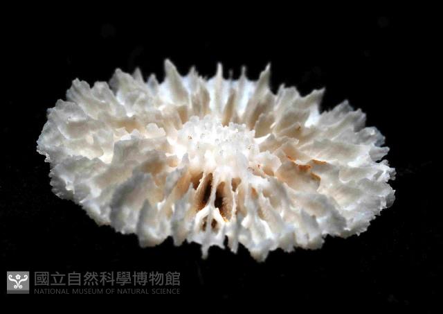 圓角杯珊瑚藏品圖，第3張
