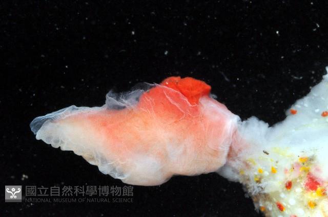 喀林加海牛(佩飾巢海麒麟)藏品圖，第3張