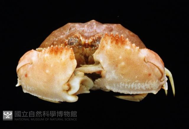 卷折饅頭蟹藏品圖，第3張