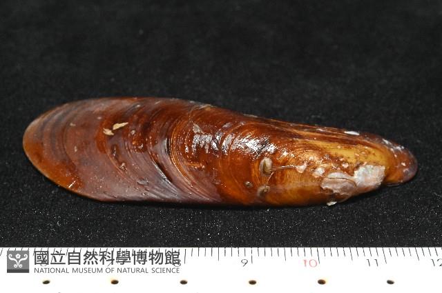 斧形深海殼菜蛤藏品圖，第3張