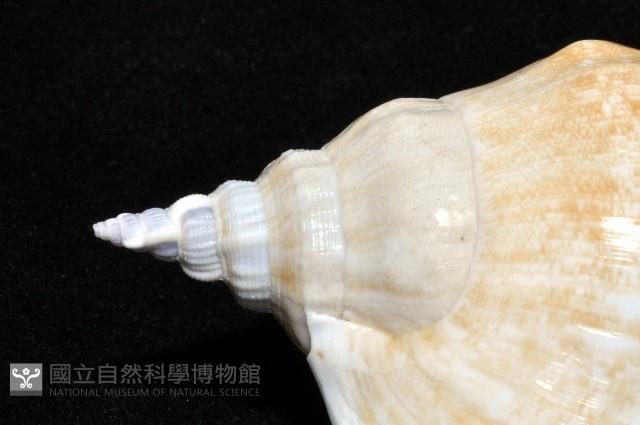 圓袖鳳凰螺藏品圖，第3張