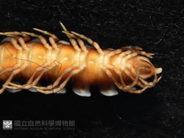未知種奇馬陸藏品圖，第3張