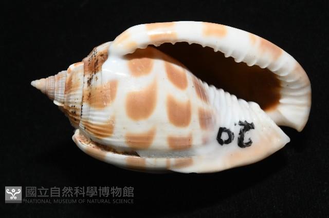 棋盤鬘螺藏品圖，第3張