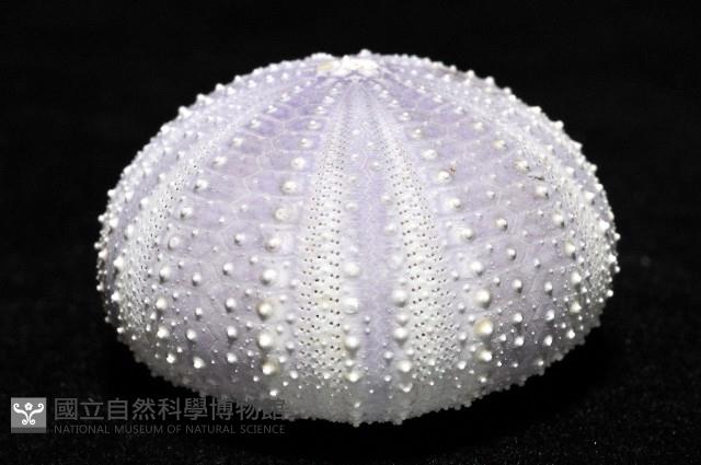 白棘三列海膽藏品圖，第3張
