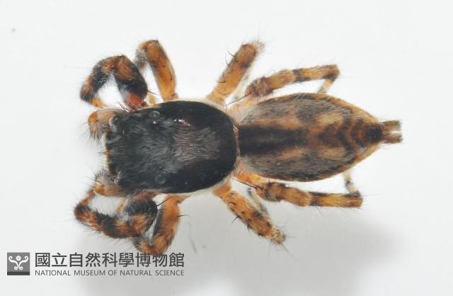 雙帶扁蠅虎藏品圖，第3張