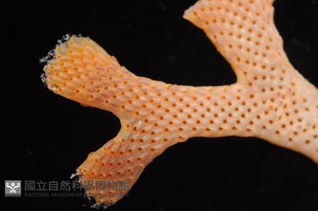 未知種五孔苔蟲藏品圖，第3張
