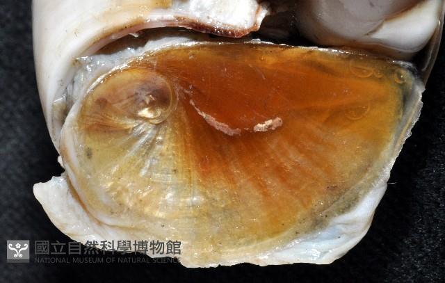 大玉螺藏品圖，第3張