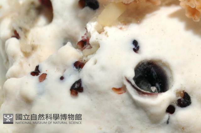 未知種蛇螺藏品圖，第3張