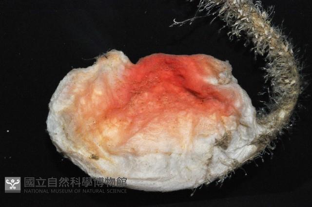 北極有柄海鞘藏品圖，第3張