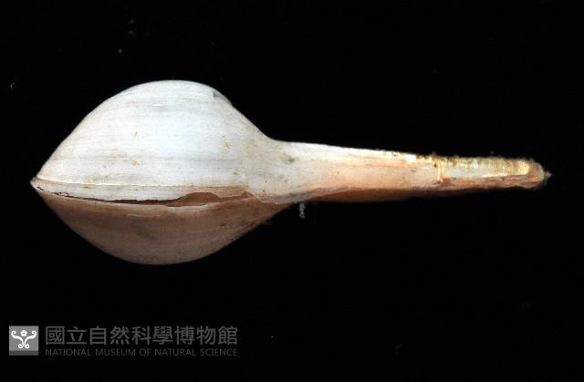長柄杓蛤藏品圖，第3張