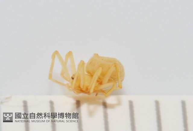 黃克羅蛛藏品圖，第3張