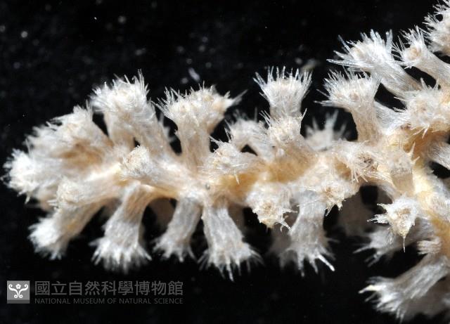 未知種深海棘軟珊瑚藏品圖，第3張