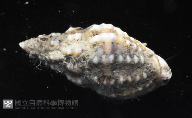 粗紋織紋螺藏品圖，第3張