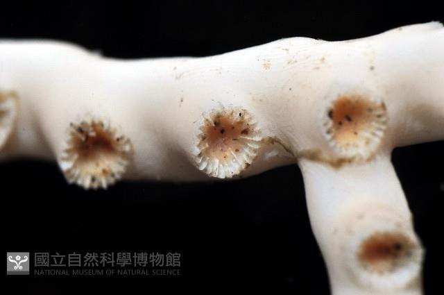 枝狀多目珊瑚藏品圖，第3張