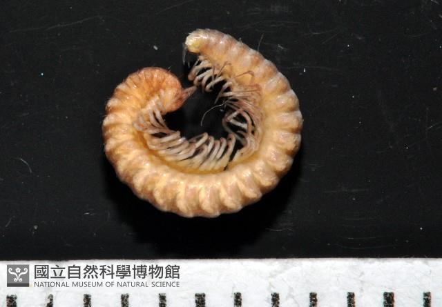 異東京泡馬陸藏品圖，第3張
