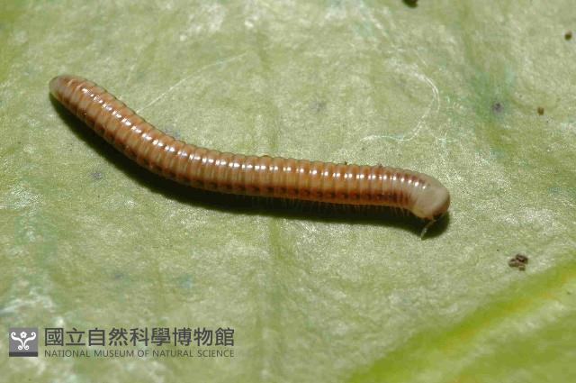 畏光側山蛩藏品圖，第3張