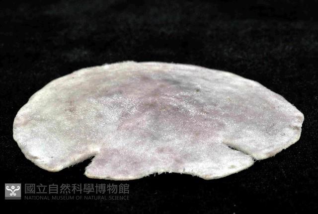 裂邊毛餅海膽藏品圖，第3張