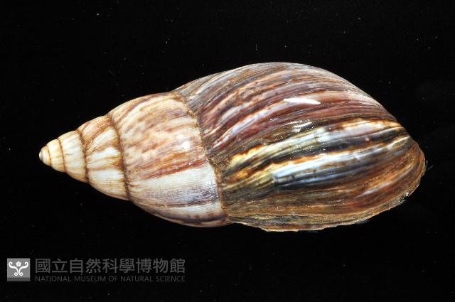 虎紋非洲大蝸牛藏品圖，第3張