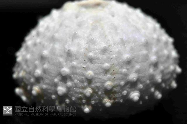 單列三角頭帕藏品圖，第3張